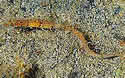pipefish