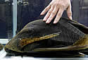 plec