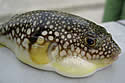 pufferfish