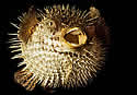 pufferfish