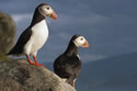puffin