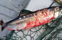 redherring