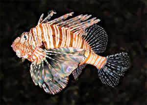 red lionfish