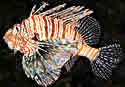 redlionfishsm