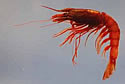 redshrimp