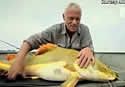 redtailcatfish