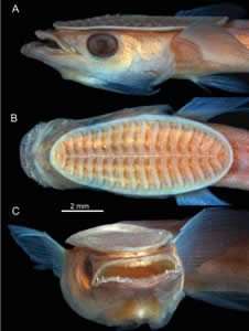 remora fin development