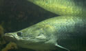 rivermonsterara