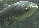 rivermonsters