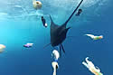 sailfish