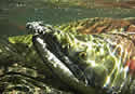 salmonmap