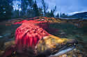salmonrun