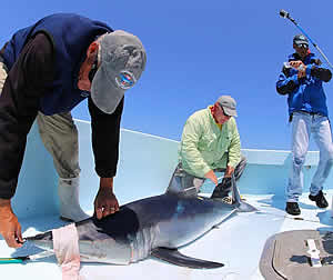 satellite tagging mako shark st marys GHRI