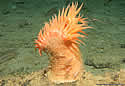 seaanemone
