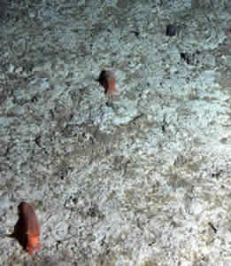 sea cucumber dead algae