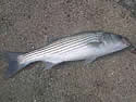 seabass