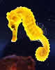 seahorse