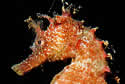 seahorsehead