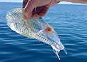 seethroughfish