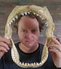 sharkattackaussie