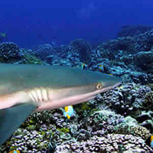 shark ecotourism