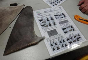 shark fin ready for export costa rica