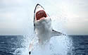 sharkweekdisc