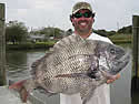 sheephead