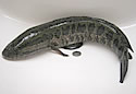 snakehead