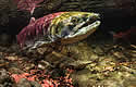 sockeyesalmon