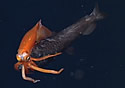 squidfish