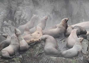 steller sea lion sleeper shark