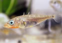 stickleback