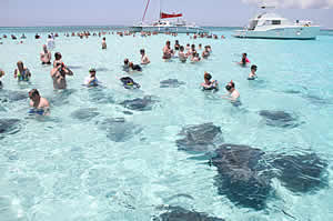 stingray city ecotourism interactive