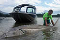 sturgeonBC