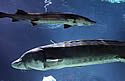 sturgeonchina