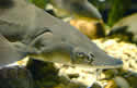 sturgeonevolutionsm