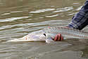 sturgeonpallid