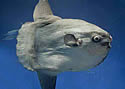 sunfish