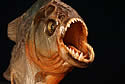 teeth