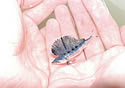 tinyblue