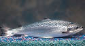 transgenicsalmon