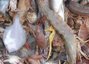 trawler bycatch