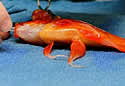 tumorfish