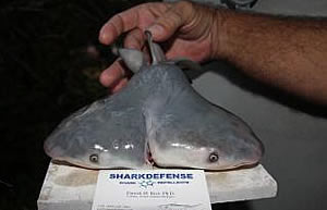 two headed bull shark deepwater horizon