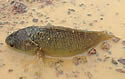 walkingaussiefish