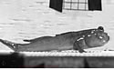 walkingfish