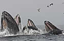 whalebuffet