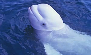 whale human voice beluga