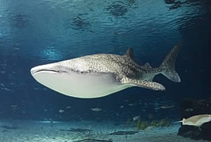 whale shark georgia aquarium